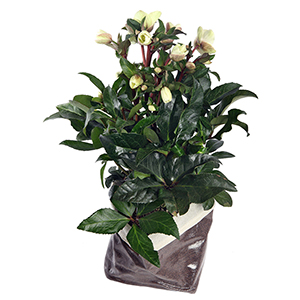 Helleboro Plant