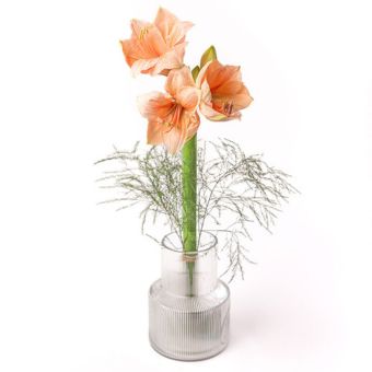 Apricot amaryllis