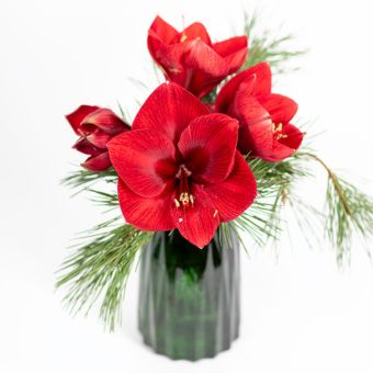 Winters Red Amaryllis