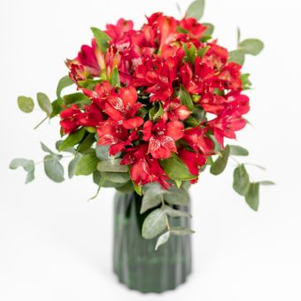 Christmas Alstroemeria