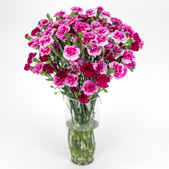 Beautiful Carnations