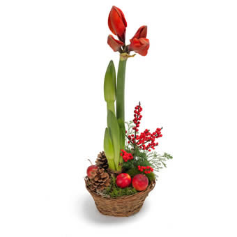 Red amaryllis basket