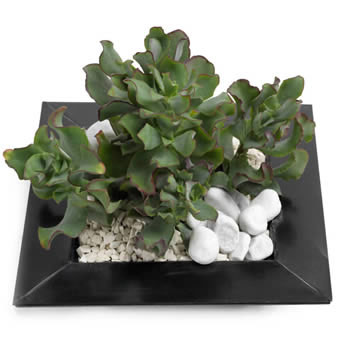 Florist's Succulent Dish