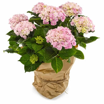 Summer Garden - Hydrangea