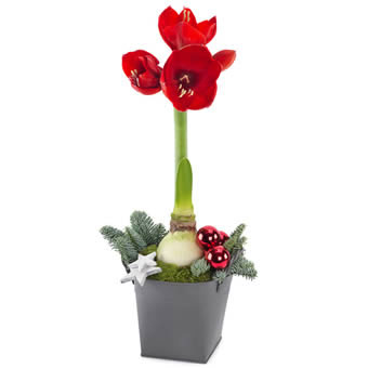 Red amaryllis