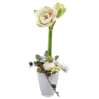 Majestic amaryllis