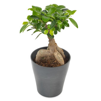 Sweet Ficus