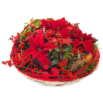 Luxury poinsettias