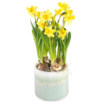 Happy yellow daffodils