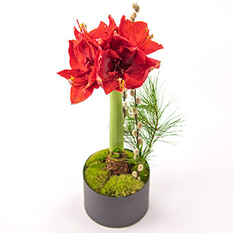Red amaryllis
