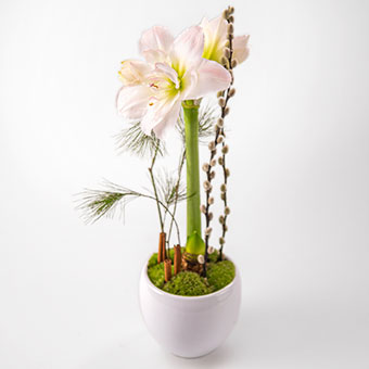 White amaryllis in a pot