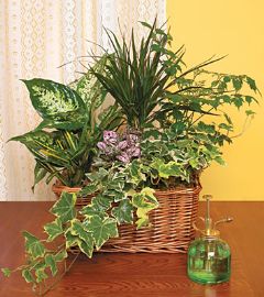 Plants arranged in a basket - HAPPY DAY