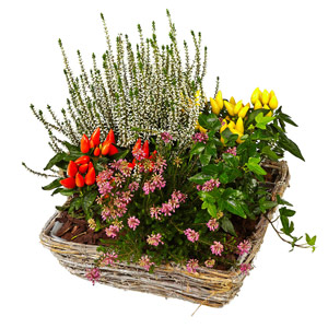 Basket of Blooming Plants