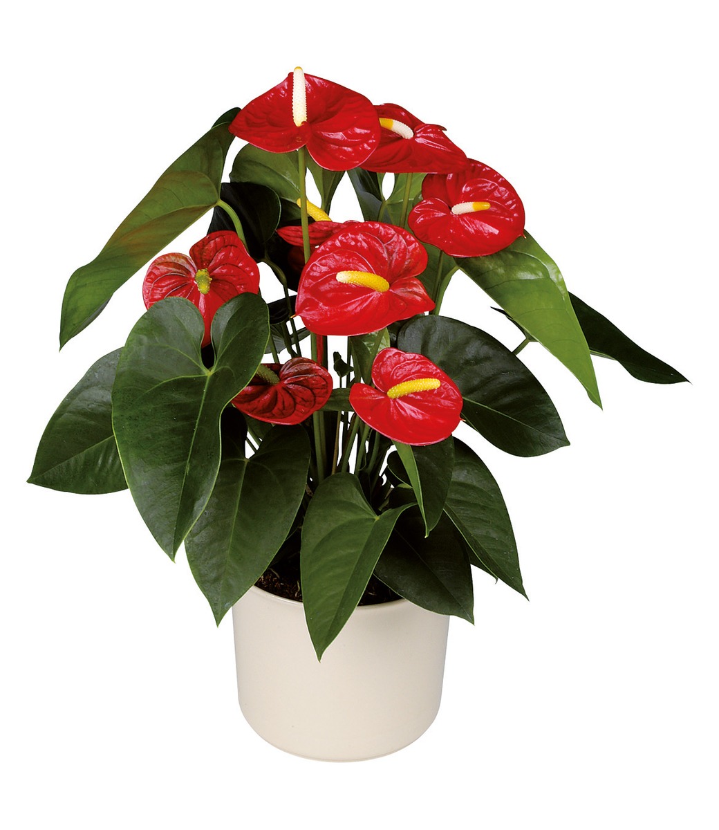 red anthurium