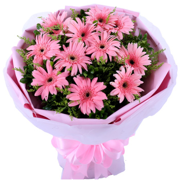 Gerbera Pink