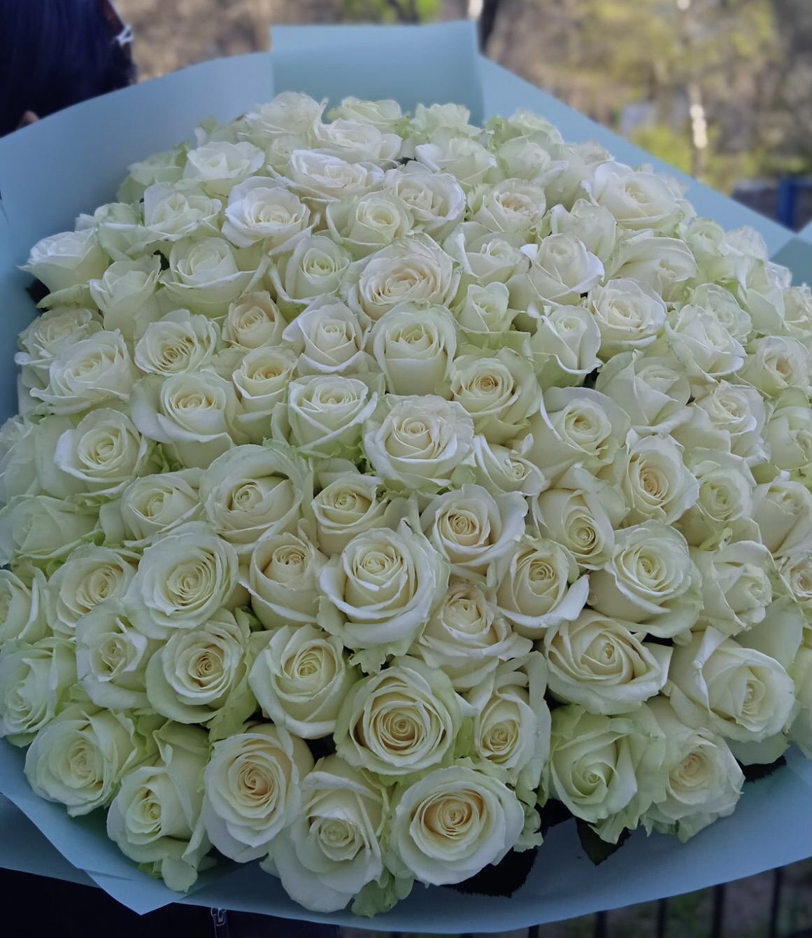 101 white roses