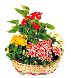 Flowering Plants and Basket