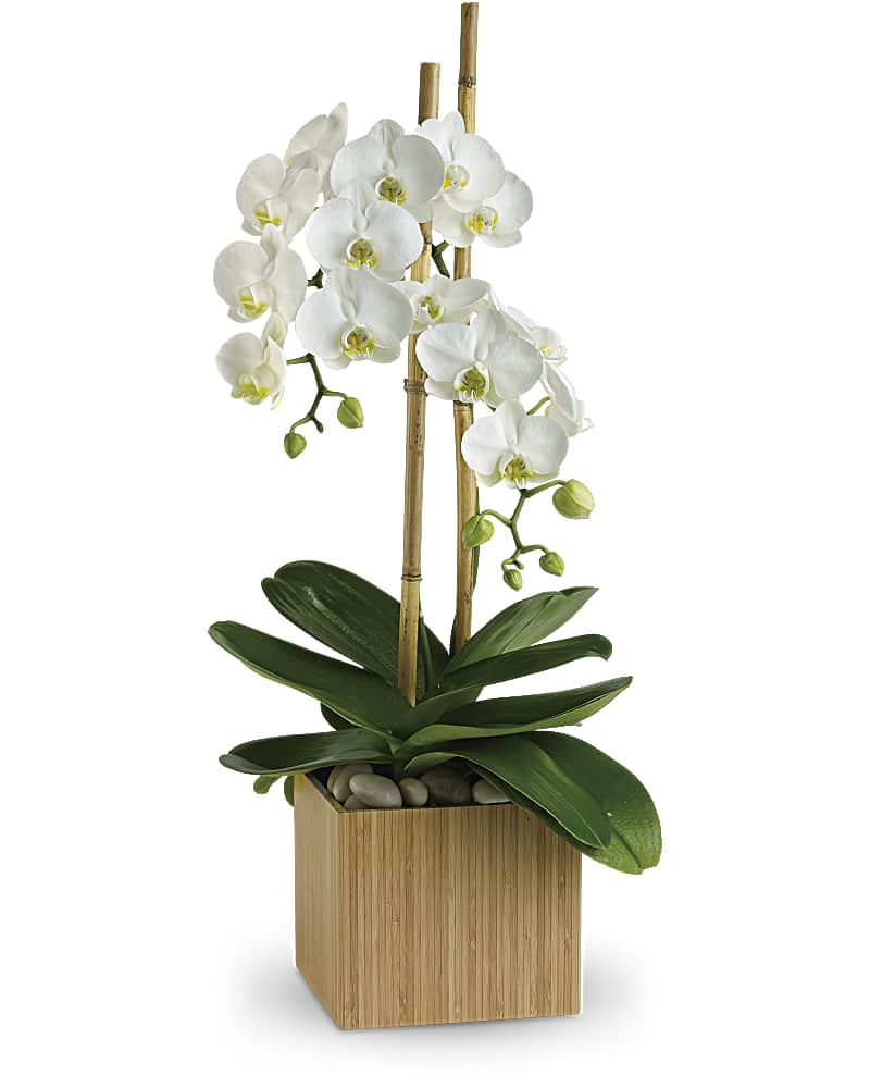 orchidlageria