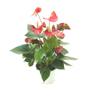 Red Anthurium Plant