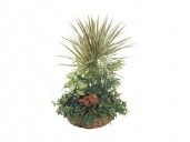 Plants in a basket