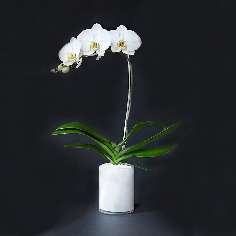 Single Orchid