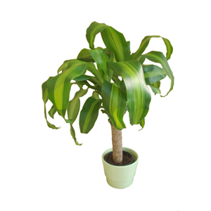 Dracaena Plant