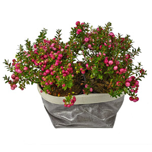 Gaultheria Plant