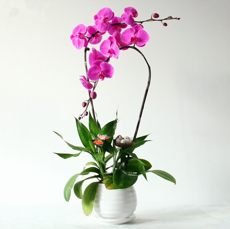 Purple orchid