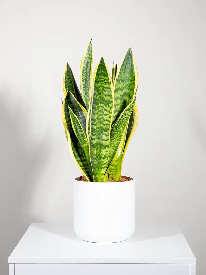 Sanseveria plant