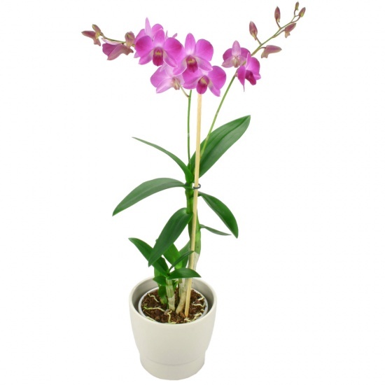 Pink phalenopsis plant