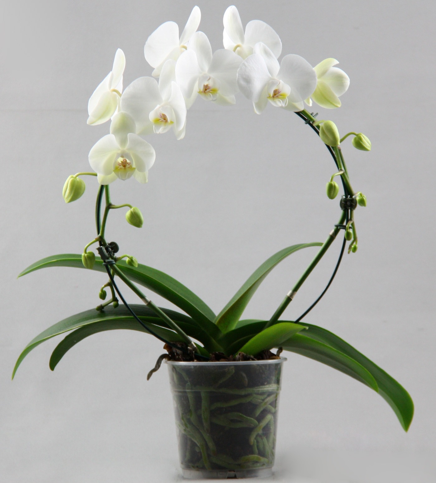 Phalaenopsis