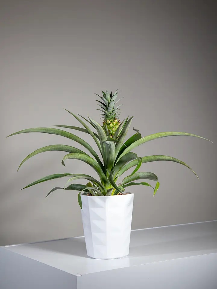 Pineapple plant