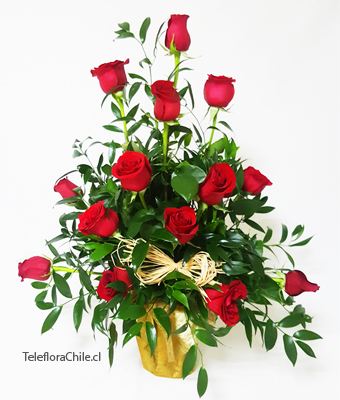 12 Red roses arrangement (only santiago)