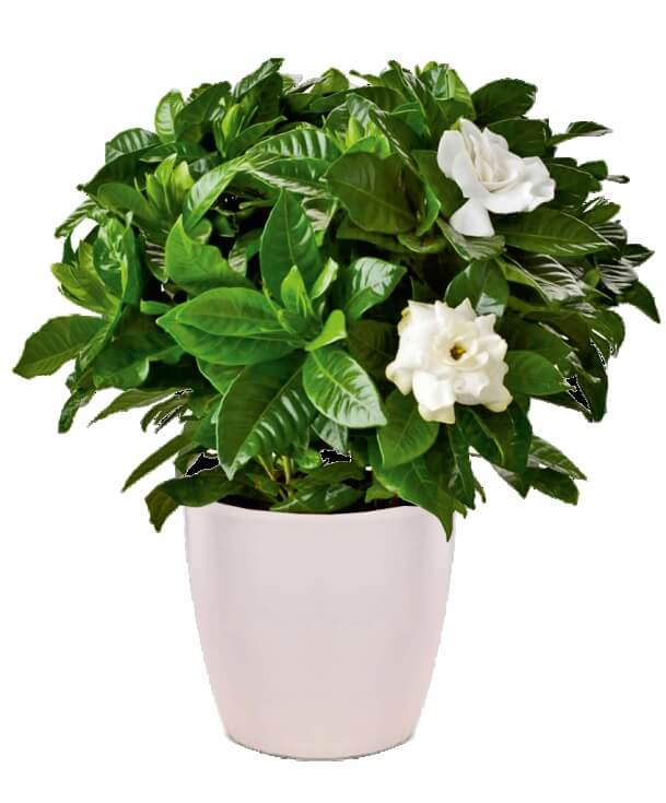 Gardenia plant