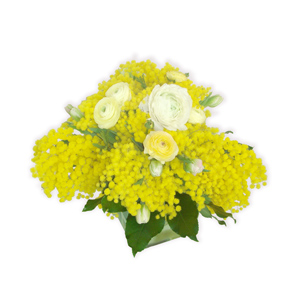 Mimosa and Ranunculus