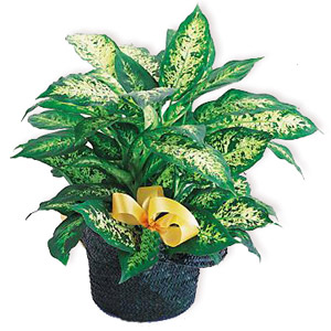 Dieffenbachia Plant