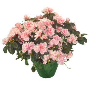 Pink Azalea Plant