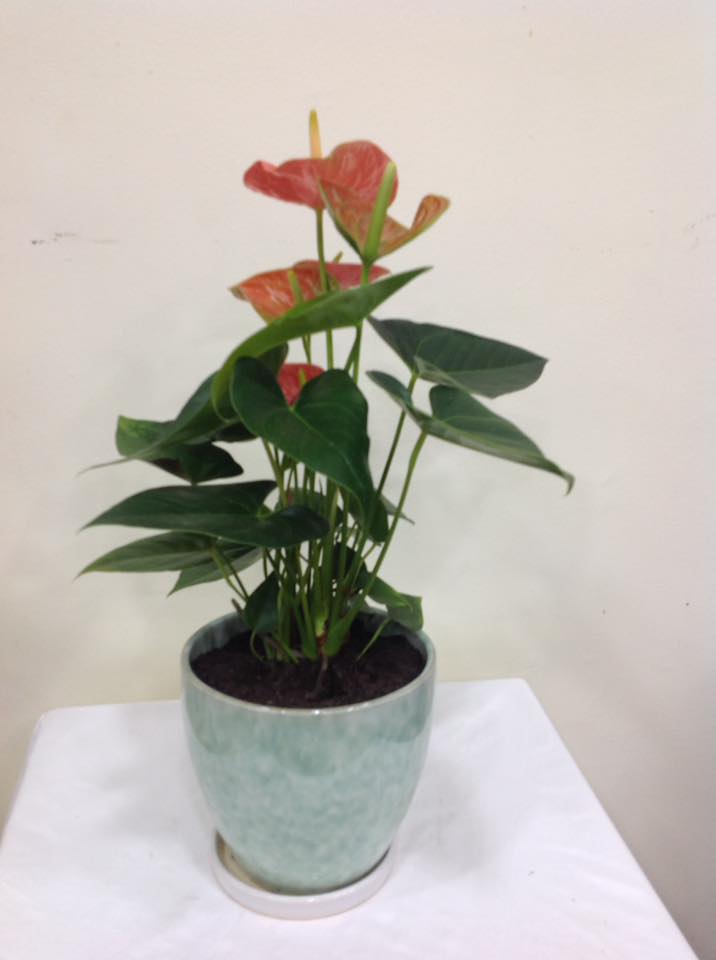 Lebanon Flower Delivery 1st in Flowers!