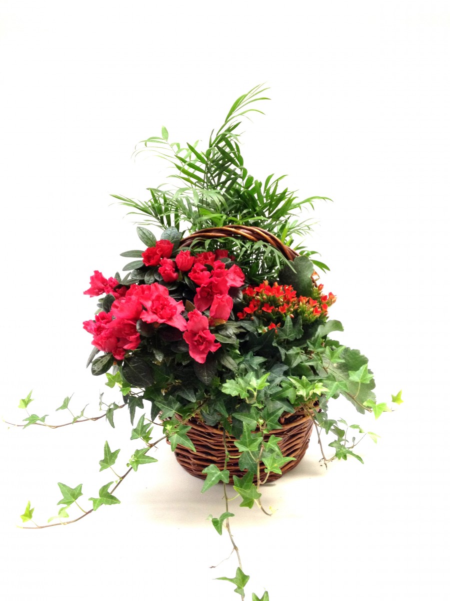 Plants Arrangement in Basket Teleflora international