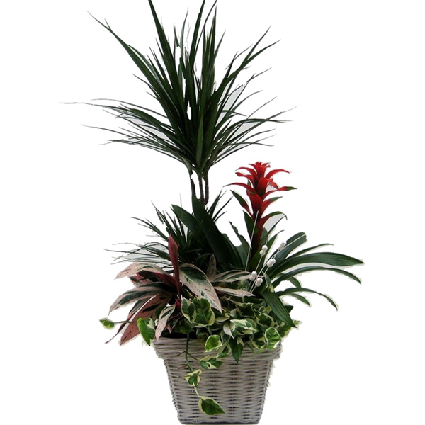 Sympathy and Funeral Germany