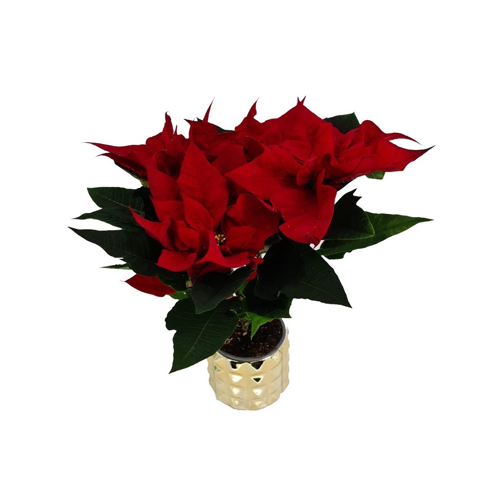 Germany Flower Delivery Same Day 1st in Flowers!