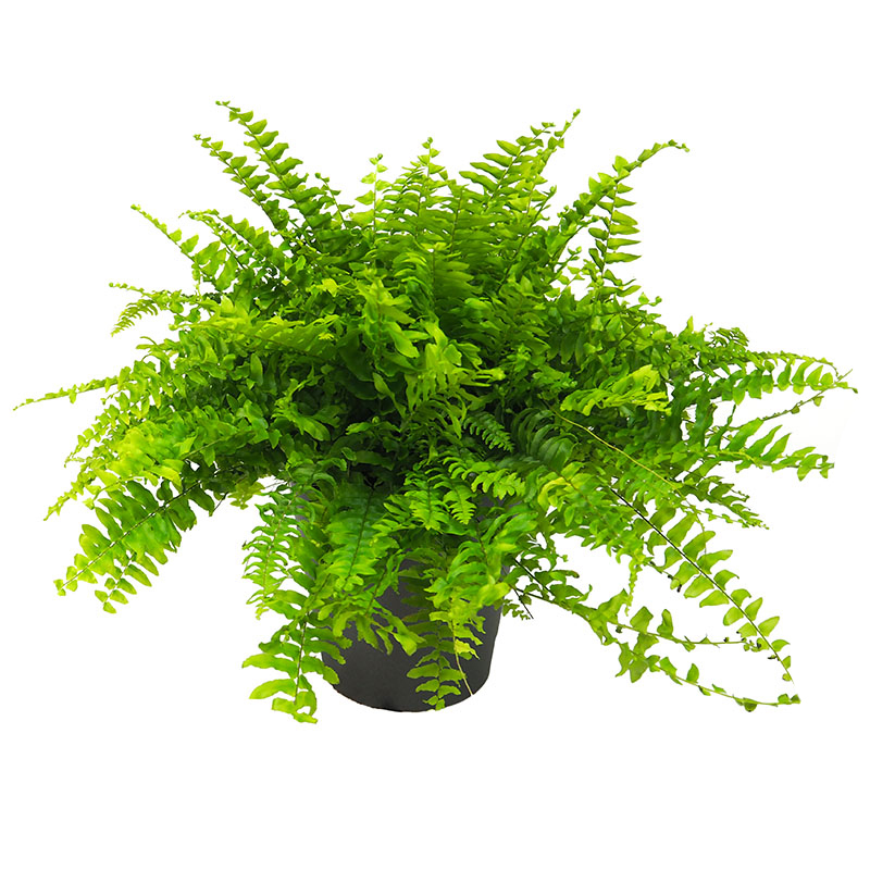 Send Flower Delivery to El Salvador Teleflora international